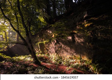 Woodland, Dufton Ghyll, Eden Valley, Cumbria