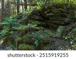 Woodland ferns and a rock formation in the Fox Hollow Nature Preserve in Lancaster County, Pennsylvania.