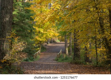 Woodland Footpath With Autumn Colours In Alice Holt Forest, Hampshire, UK