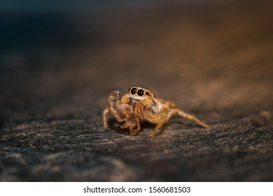 A woodland jumping spider sitting and eating another tiny spider.