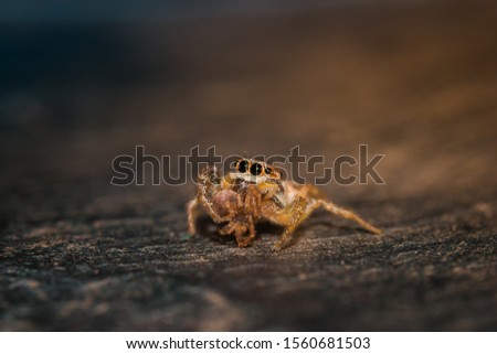 A woodland jumping spider sitting and eating another tiny spider.