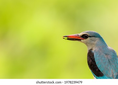 A Woodland Kingfisher with a green background eating a caterpillar in Kruger National Park, South Africa.