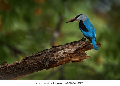 Woodland kingfisher, Halcyon senegalensis, detail of exotic African bird sitting on the branch in the green nature habitat, Moremi, Okavango, Botswana, Africa. Wildlife scene form nature.  - Powered by Shutterstock