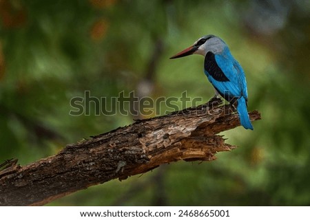 Similar – Image, Stock Photo kingfisher Bird Nature