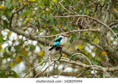 Woodland kingfisher in Masai Mara National Reserve - Shutterstock ID 1428295994