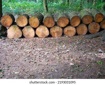 Woodland Log Pile In The Heart Of The Forest 