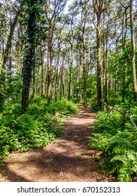 Woodland Path