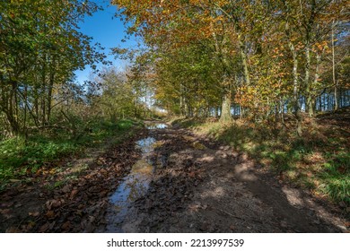 A Woodland Path In Autumn On The South Downs Way, West Sussex, England
