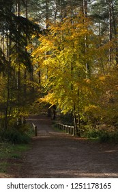 Woodland Path During Autumn In Alice Holt Forest, Hampshire, UK