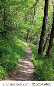 Woodland path in late spring, Devon England