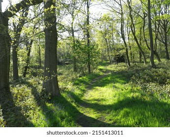 Woodland Path With Shadows Of Trees