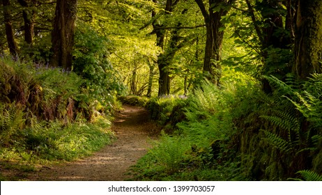 Woodland Path Through Burrator Woods On Dartmoor National Park