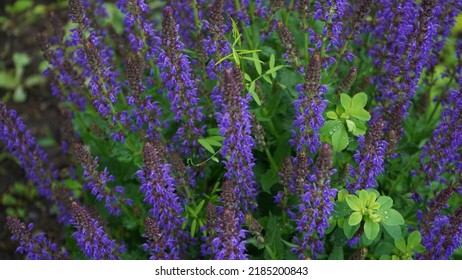 Woodland Sage (Purple) Native To Europe And Western Asia.

