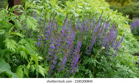 Woodland Sage (Purple) Native To Europe And Western Asia.

