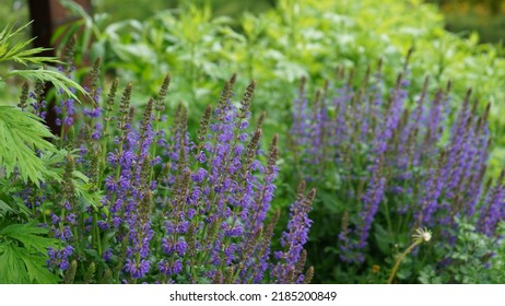 Woodland Sage (Purple) Native To Europe And Western Asia.

