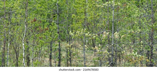 Woodland of Scandinavia. Young trees closeup, panoramic view