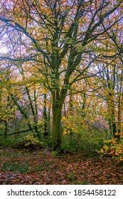 Woodland Scene Near Cardigan, Wales.