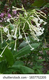 Woodland Tobacco (Nicotiana Sylvestris). Called Flowering Tobacco And South American Tobacco Also