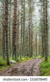 A Woodland Track, Mar Lodge, Aberdeenshire, Scotland