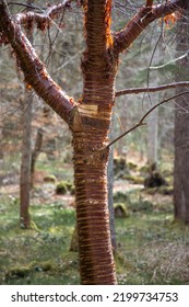 Woodland Walk In The Scottish Highlands Beautiful Trees Green Leaf Texture Bark Forest