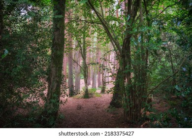 Woodland Walk St Catherines Hill Christchurch Hampshire