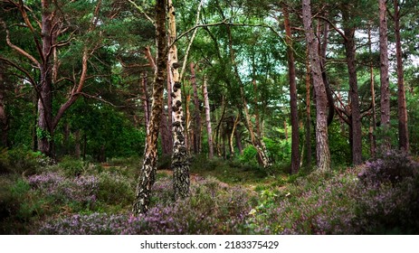 Woodland Walk St Catherines Hill Christchurch Hampshire