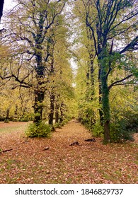 Woodland Walks, Pollock Country Park