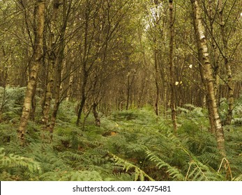 Woodlands Near Rendlesham Suffolk England