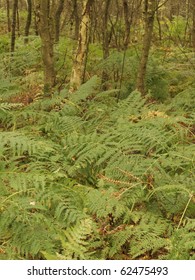 Woodlands Near Rendlesham Suffolk England