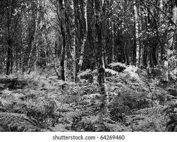 Woodlands Near Rendlesham Suffolk England