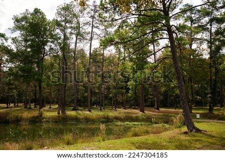 THE WOODLANDS, TEXAS - NOVEMBER 2022: William Goodrich Jones state forest in Conroe, to the north of Houston photographed in the fall with golden colors in the tree leaves, blue skies, on a sunny day