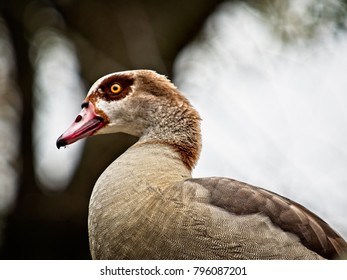 The Woodlands TX USA - Jan. 9, 2018  -  Egyptian Goose.  One Of 3 Flocks In The US In North Houston