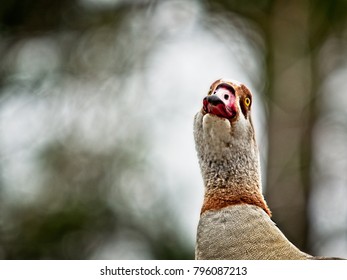 The Woodlands TX USA - Jan. 9, 2018  -  Egyptian Goose.  One Of 3 Flocks In The US In North Houston