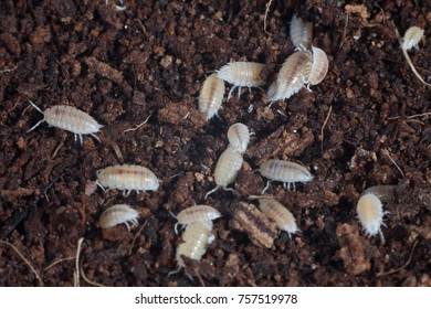 Woodlice Or Isopods On Soil And Humus