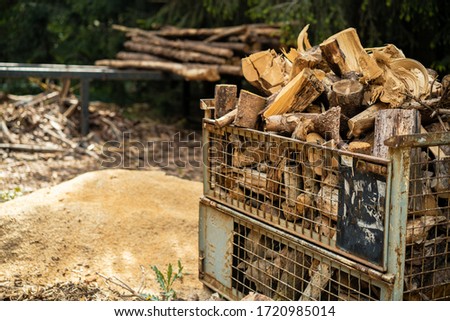 woodlogs in the spring forest
