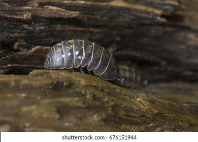 Woodlouse - Armadillidium vulgare, the (common) pill-bug, (common) pill woodlouse, roly-poly, doodle bug, or carpenter