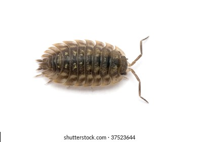 Woodlouse also known as a pill bug or roly-poly.