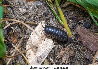 woodlouse in a natural environment in the garden