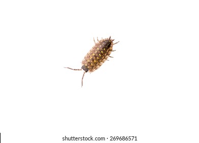 Woodlouse or roly-poly isolated on white background