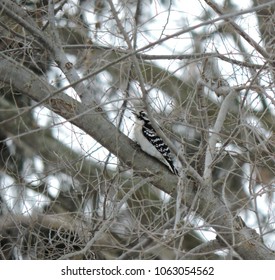 Woodpecker Backyard Bird Watching