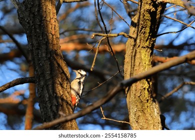 woodpecker bird forest wood autumn trees - Powered by Shutterstock