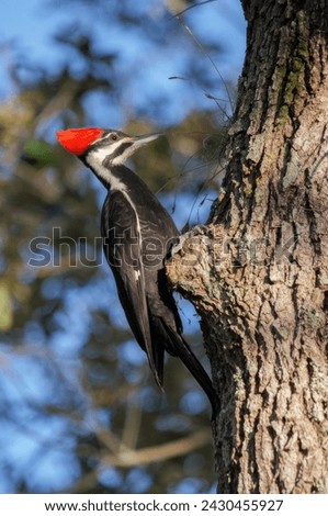 woodpecker, bird, pecker, forest bird, 