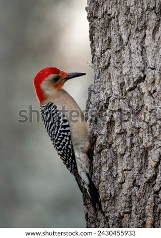woodpecker, bird, pecker, forest bird, 