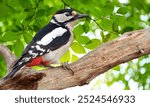 Woodpecker – Birds with strong beaks that peck at tree bark to find insects and create nesting holes.