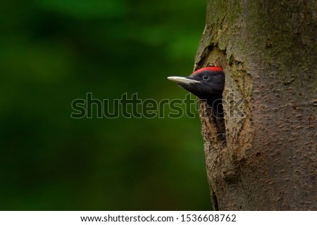 Woodpecker with chick in the nesting hole. Black woodpecker in the green summer forest. Wildlife scene with black bird in the nature habitat.