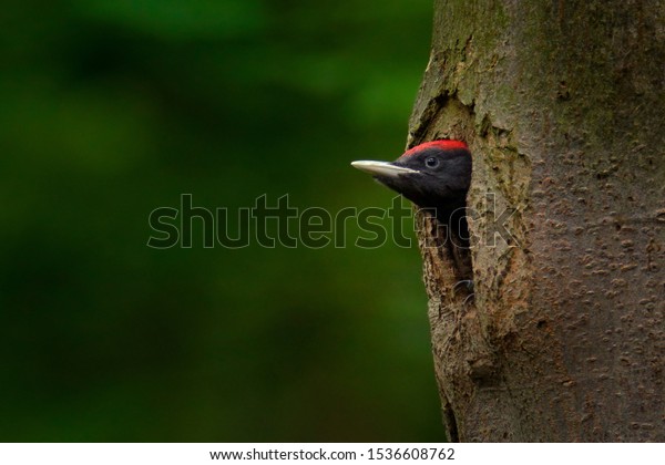Woodpecker with chick in the nesting hole. Black\
woodpecker in the green summer forest. Wildlife scene with black\
bird in the nature\
habitat.
