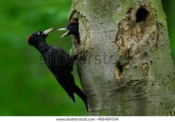 Woodpecker with chick in the nesting hole. Black\
woodpecker in the green summer forest. Wildlife scene with black\
bird in the nature\
habitat.