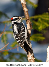 Woodpecker close-up profile rear view male clinging to a birch tree branch with a blur forest background in its environment and habitat surrounding. - Shutterstock ID 2311858359