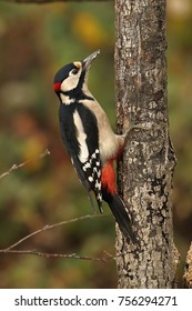 The Woodpecker (Dendrocopos Major)