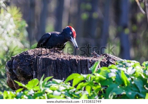 The woodpecker eating ants. The black\
woodpecker (Dryocopus martius) is a large woodpecker that lives in\
mature forests across the northern Palearctic.\
